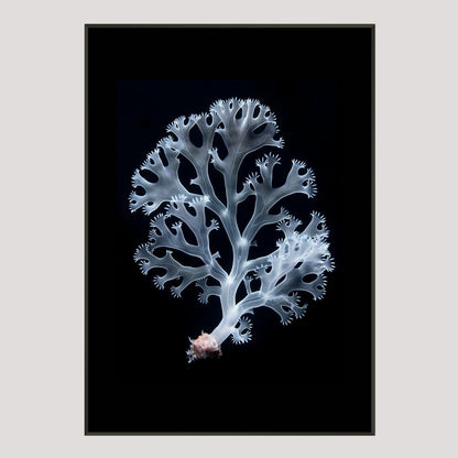 Coral | Hidden Depths of Nature