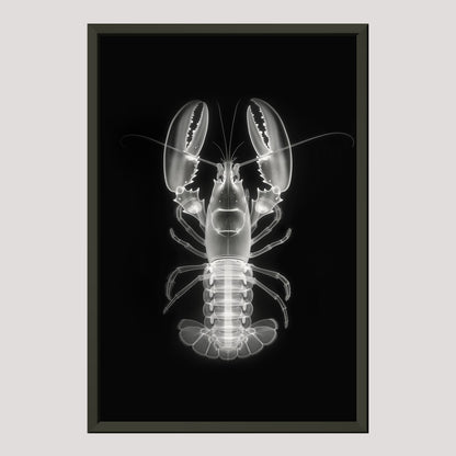 Lobster | X-Ray Elegance